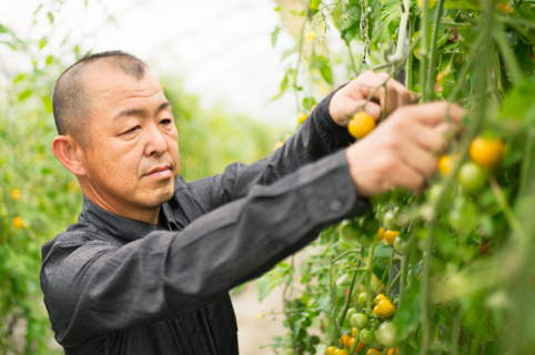 Male farmer checking tomato plant
