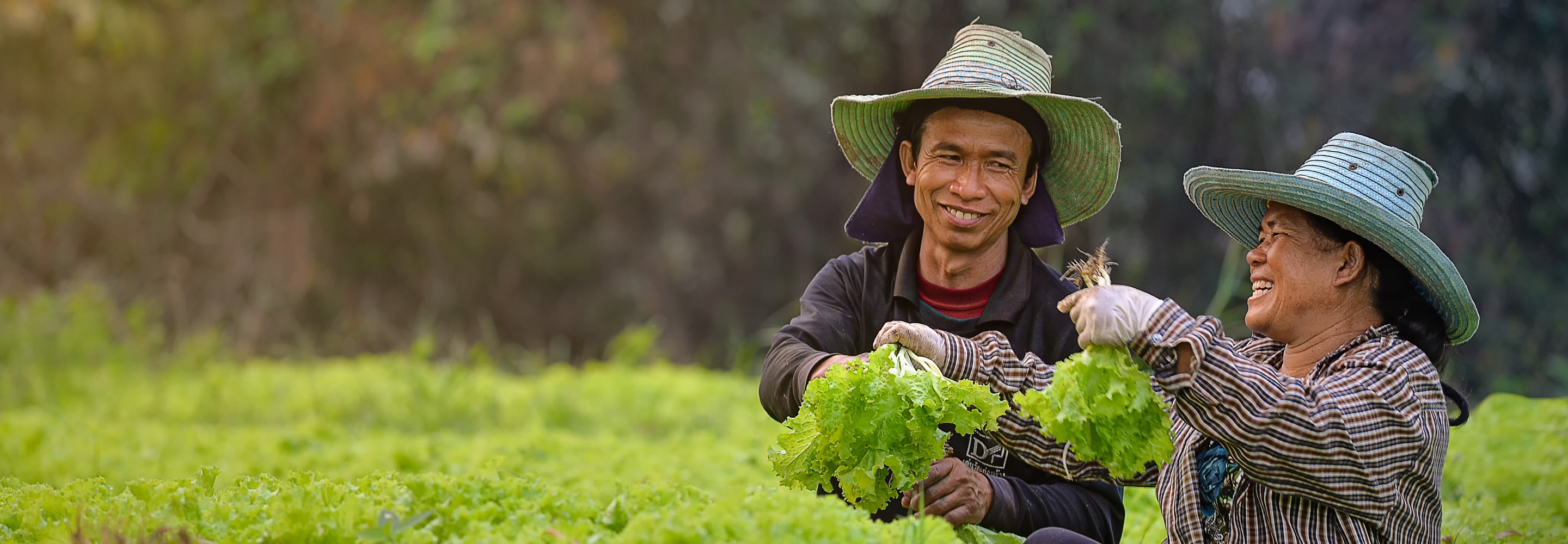 Two farmers holding lettuce